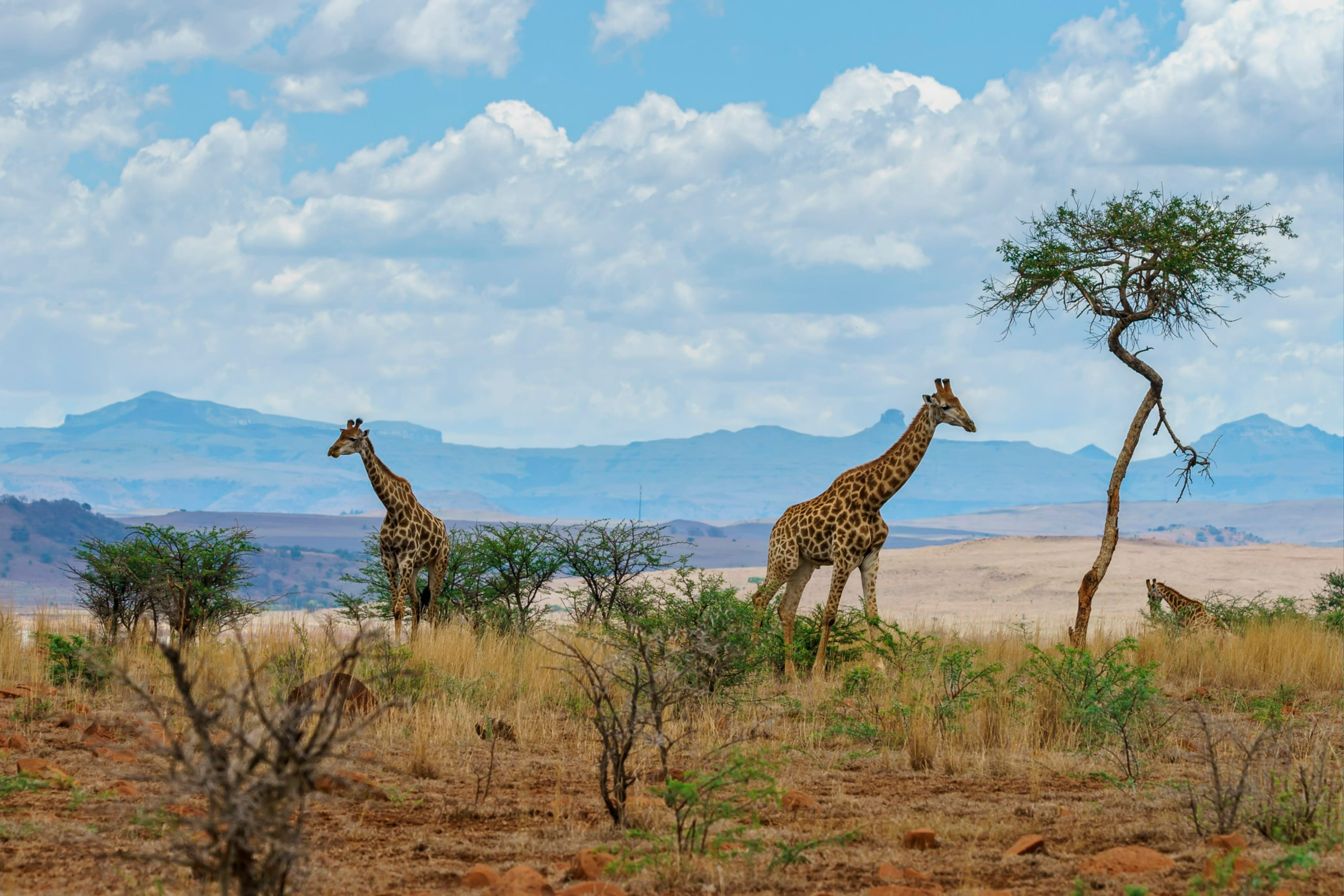 Family-Friendly Safari Tour: South Africa
