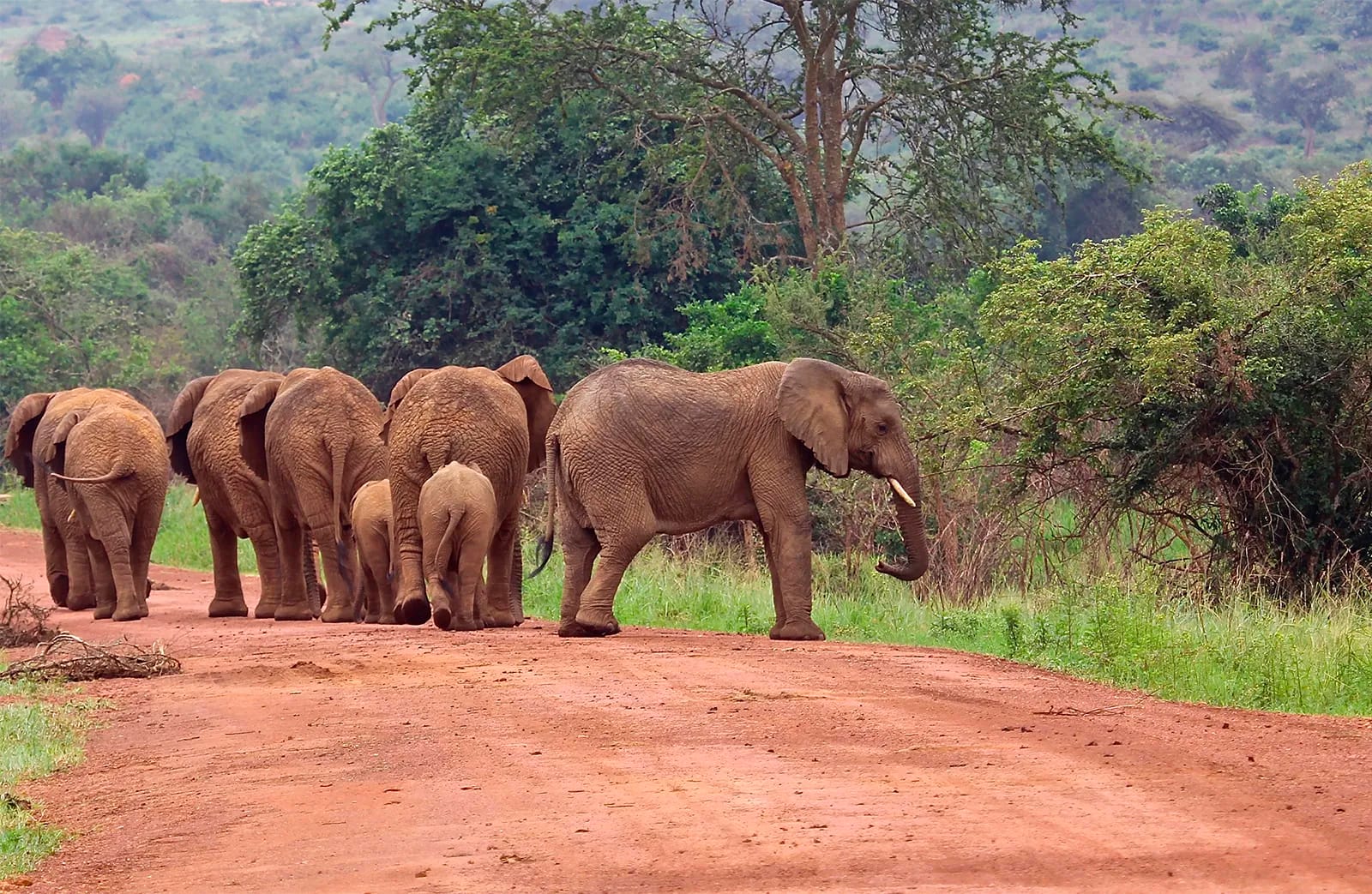 Virunga National Park, Congo